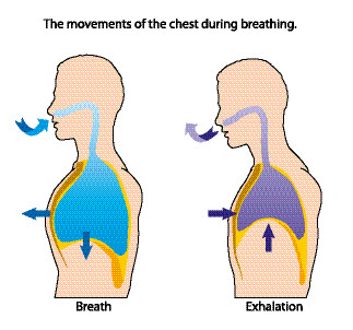 Chest movements in breathing